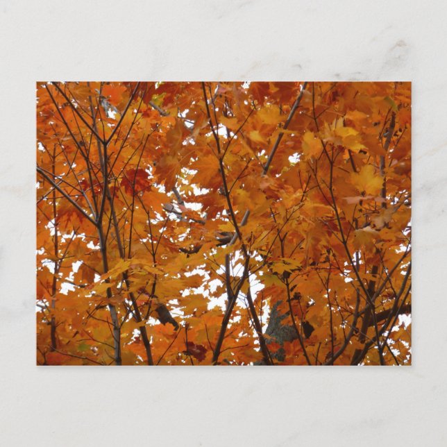 Postal Ramas de hojas de arce I Otoño naranja (Anverso)