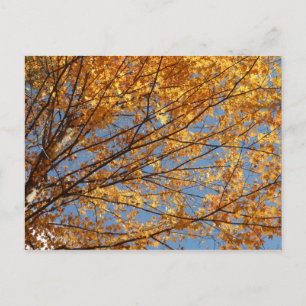 Postal Ramas de hojas de arce II Naranja Otoño