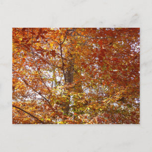 Postal Ramas de Hojas Naranjas Naturaleza de Otoño