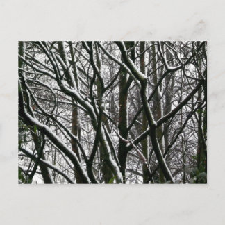 Postal Ramas de invierno