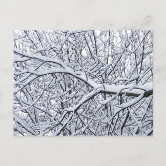 Postal Ramas de nieve