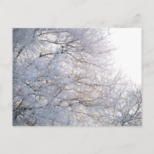 Postal Ramas heladas de nieve en una mañana de invierno N