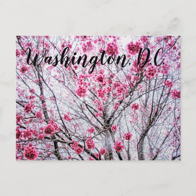 Postal Ramas y flores de un árbol de cerezo (Anverso)