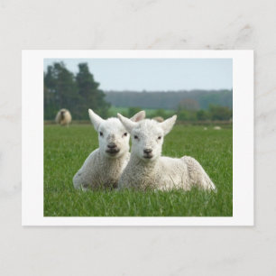 Postal Ramblas de primavera