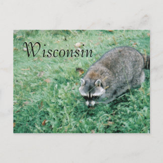 Postal Ramblin' Raccoon