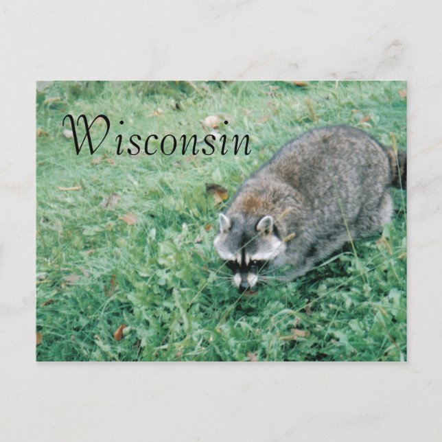 Postal Ramblin' Raccoon (Anverso)