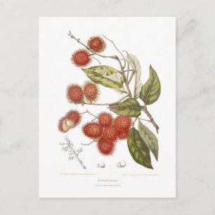 Postal Rambutan