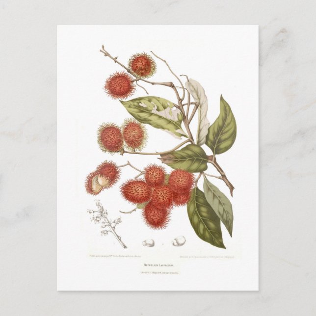 Postal Rambutan (Anverso)