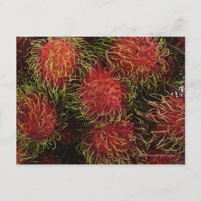 Postal Rambutan (Anverso)