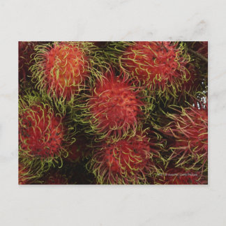 Postal Rambutan