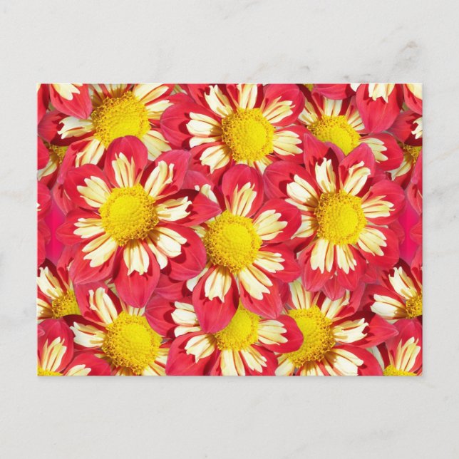 Postal Ramo de Dahlia - coral y blanco con amarillo (Anverso)