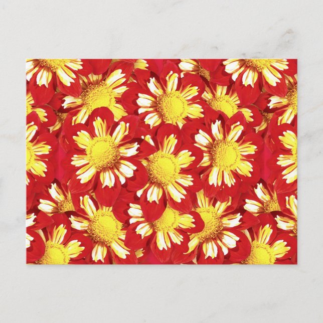 Postal Ramo de Dahlia - rojo y blanco con amarillo (Anverso)