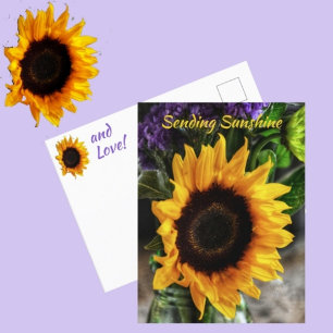 Postal Ramo de girasoles botánico fotográfico floral