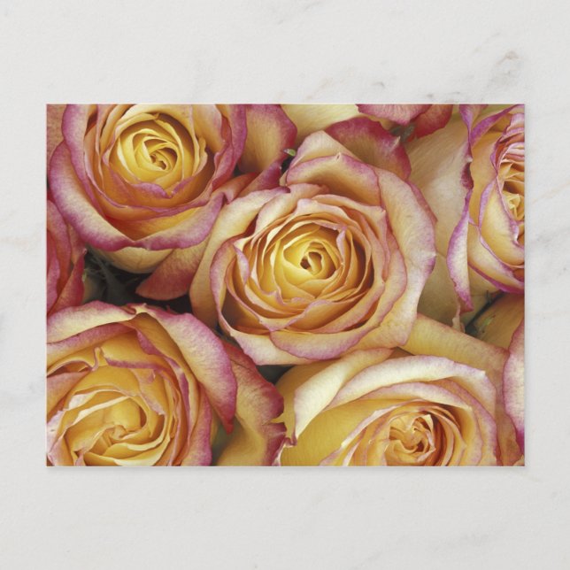 Postal Ramo de rosas (Anverso)