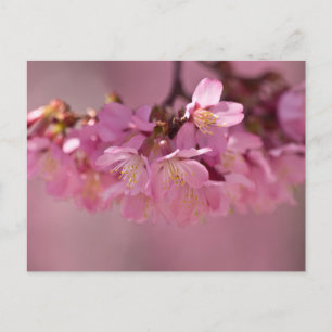Postal Ramo delicado de flor de cerezo Sakura