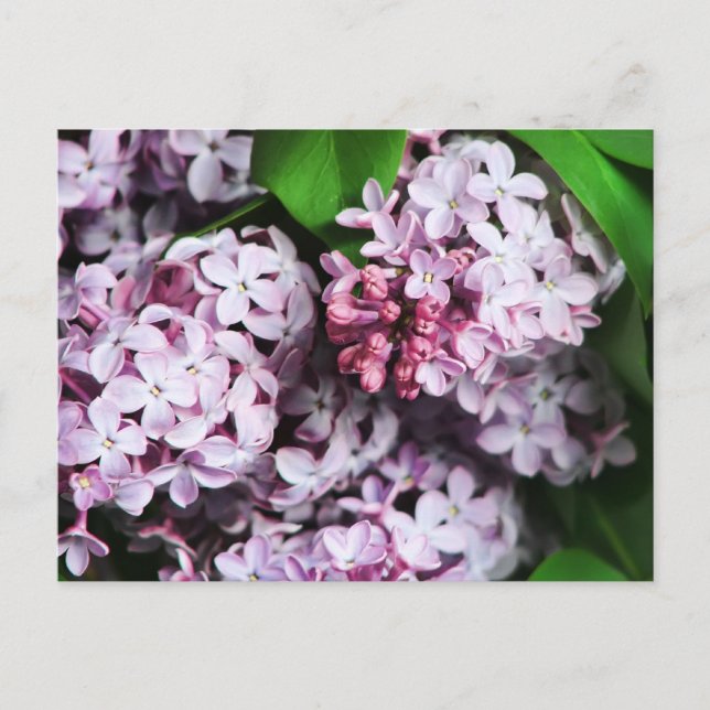 Postal ramo lilac (Anverso)
