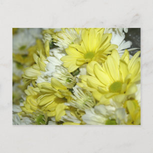 Postal Ramos de margaritas
