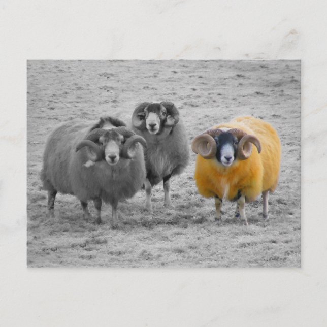 Postal Rams escocés (Anverso)