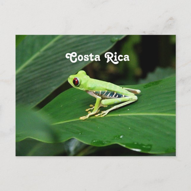 Postal Rana arbórea de Costa Rica (Anverso)