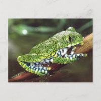 Rana arborícola de ojos grandes, Leptopelis vermic