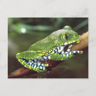Postal Rana arborícola de ojos grandes, Leptopelis vermic