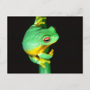Postal Rana arborícola de ojos rojos australiana, Litoria