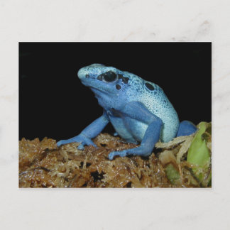 Postal Rana Azul Dart (Dendrobates azureus).jpg