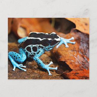 Postal Rana Azul Dendrobates Tinctorius