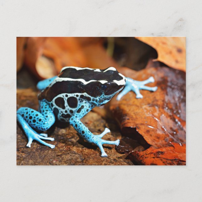 Postal Rana Azul Dendrobates Tinctorius (Anverso)