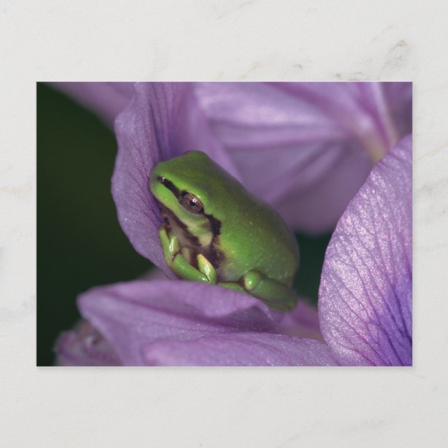 Postal Rana blanca (Anverso)