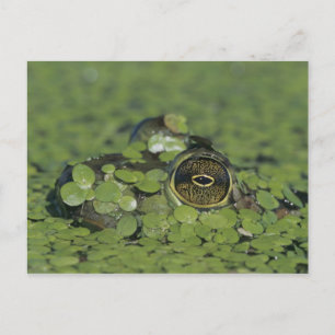 Postal Rana catesbeiana, adulta en algas de pato