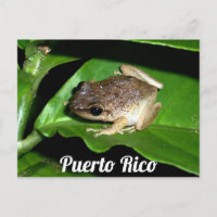 Rana coqui puertorriqueña