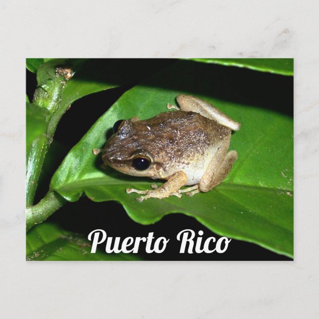Postal Rana coqui puertorriqueña (Anverso)