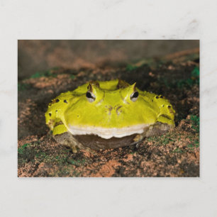 Postal Rana cornuda brasileña, Ceratophrys cornuta, 2