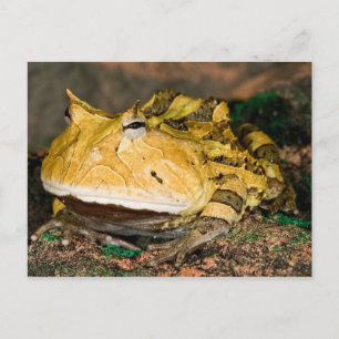 Postal Rana cornuda brasileña, Ceratophrys cornuta, 3