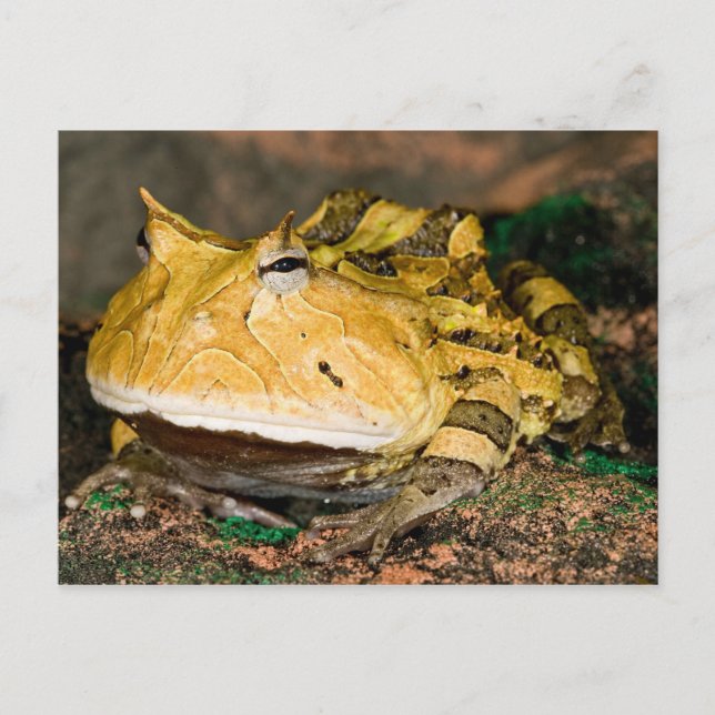 Postal Rana cornuda brasileña, Ceratophrys cornuta, 3 (Anverso)
