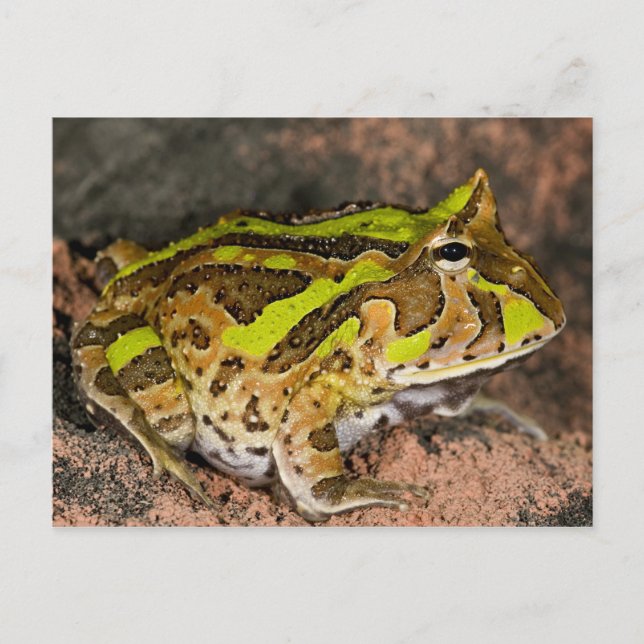 Postal Rana cornuda brasileña, Ceratophrys cornuta, Nativ (Anverso)