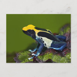Postal Rana Dart cobáltica brasileña, dendrobates