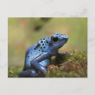 Postal Rana Dart de veneno azul