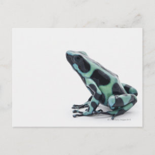 Postal Rana Dart de veneno negro y verde
