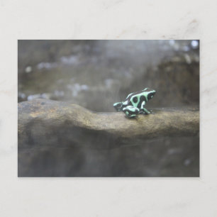 Postal Rana Dart de veneno verde y negro # 1