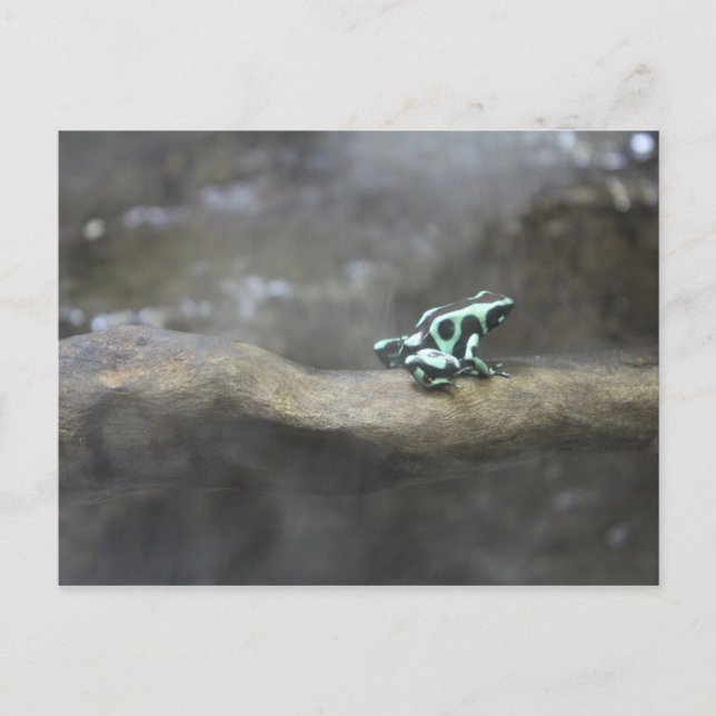 Postal Rana Dart de veneno verde y negro # 1 (Anverso)