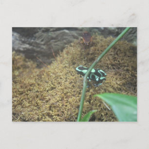 Postal Rana Dart de veneno verde y negro # 3