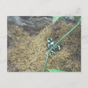 Postal Rana Dart de veneno verde y negro # 5
