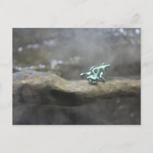 Postal Rana Dart de veneno verde y negro # 7