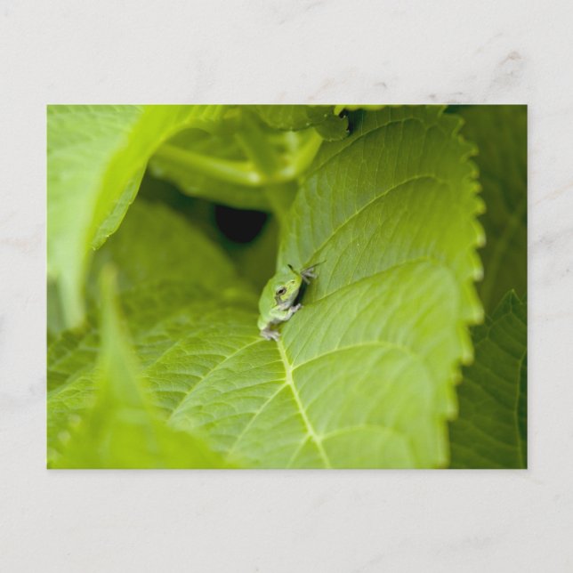Postal Rana de árbol (Anverso)