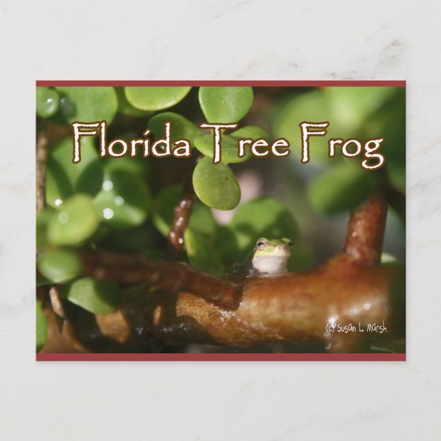 Postal Rana de árbol bebé en la planta de Bonsai con text (Anverso)