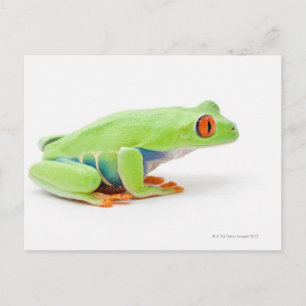 Postal Rana de árbol de ojos rojos (Agalychnis Callidryas