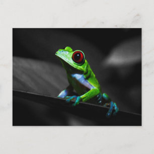 Postal Rana de árbol rojo III