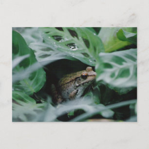 Postal Rana de bronce en planta de oración